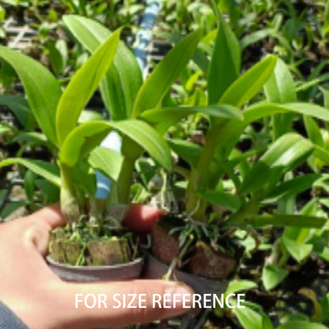 Den.Burana Green Star 綠星