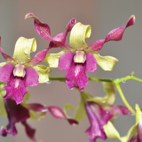 Den.Carol 紅珊瑚羚羊