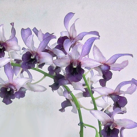 Den.Serene Chang Blue 藍角羚羊