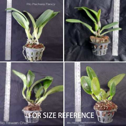 Rlc.Amazing Thailand 奇妙泰國