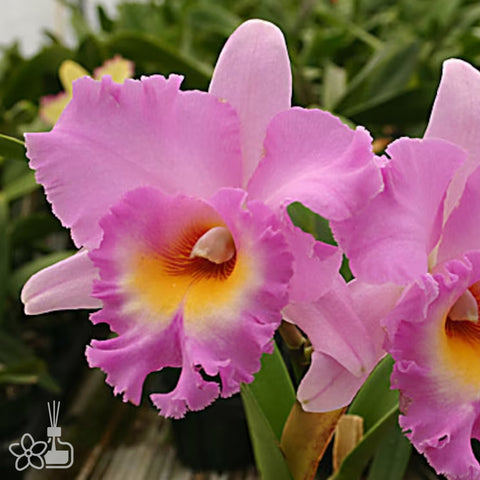 Rlc. Mahina Yahiro‘Ulii’AM/AOS 友利
