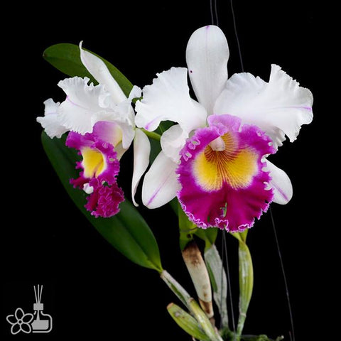 Rlc.Krawn Prapa 克朗帕帕