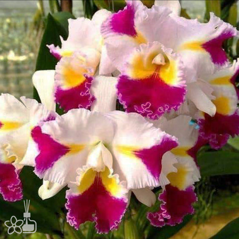 Rlc.Pachara Fancy 帕查拉