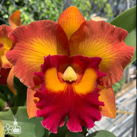 Rlc.Nakornchaisri Delight #2 暖歌