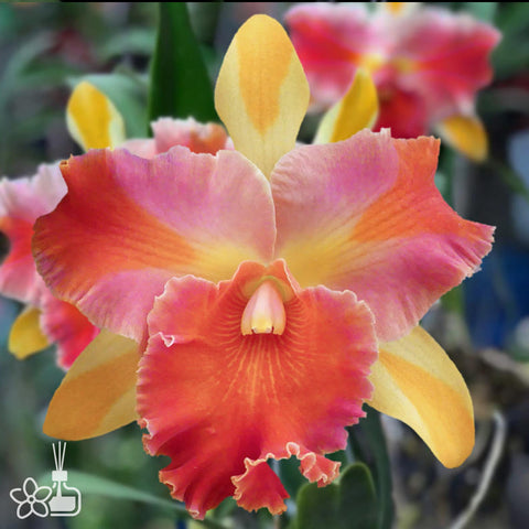 Rlc.Amazing Thailand 奇妙泰國