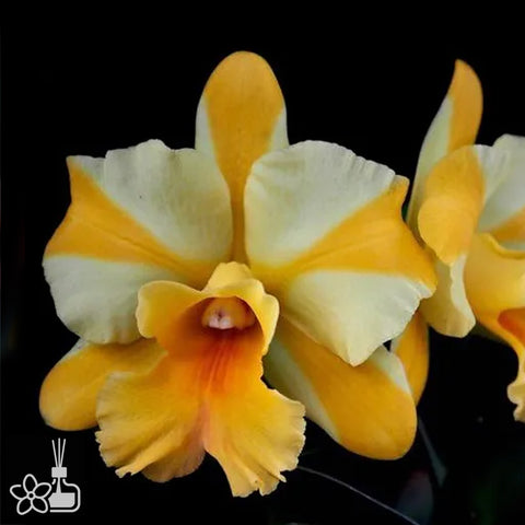 Rlc.Nell Hammer No.4 奈爾