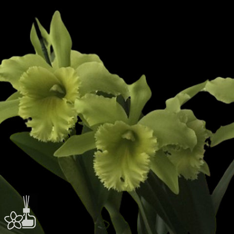 Rlc.Port Of Paradise 天堂之港