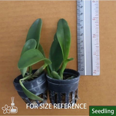 C. Angela var Coerulea Aquinii 安吉拉