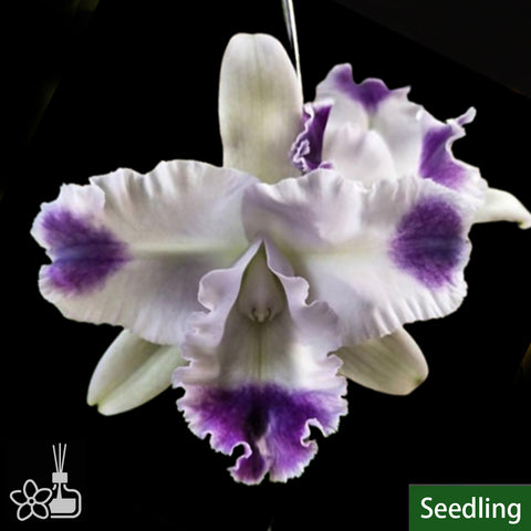 C. Angela var Coerulea Aquinii 安吉拉