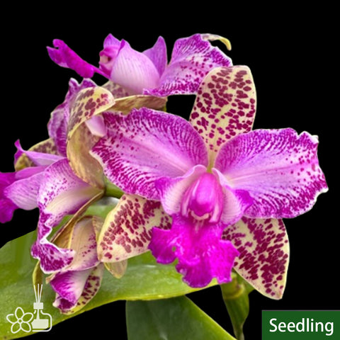 C. Yuan Dung Sweet 'Dragon Fruit' 火龍果