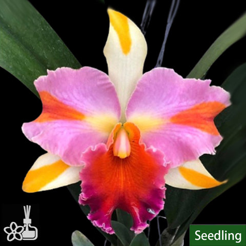 Rlc. Amazing Thaialnd 'Rainbow' 彩虹