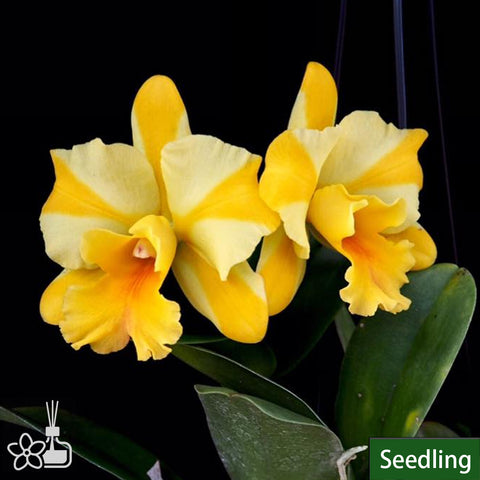 Rth. Nell Hammer Fat-Short Form 小錘子