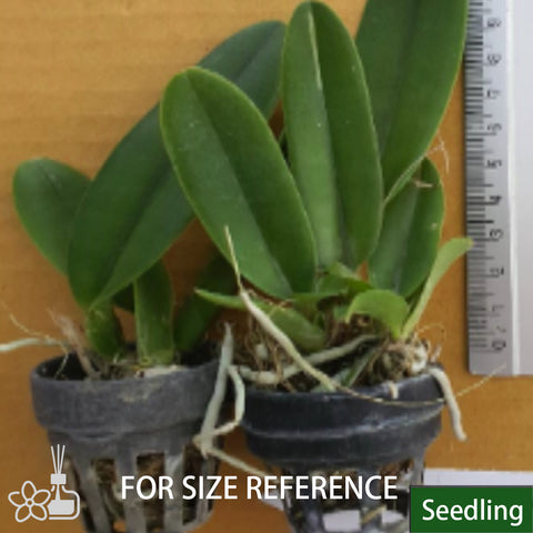 Rlc. Jairak Breeze 嘉義