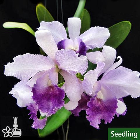 Rlc. Jairak Breeze 嘉義