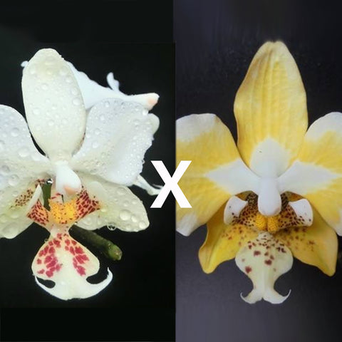 Phal. stuartiana x sib 史塔基