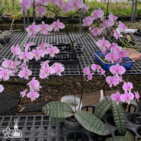 Phal.schilleriana “Quezon” 奎松西