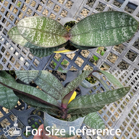 Phal.schilleriana “Quezon” 奎松西