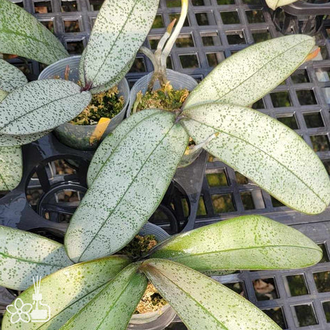 Phal.schilleriana ”Silver“ 白銀西