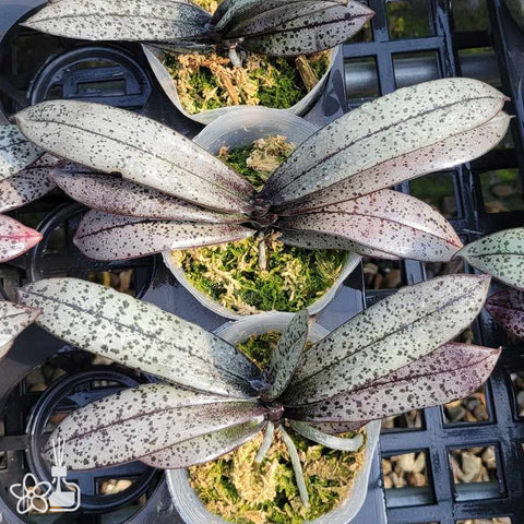 Phal.schilleriana  ”Silver Red“ 紅銀西