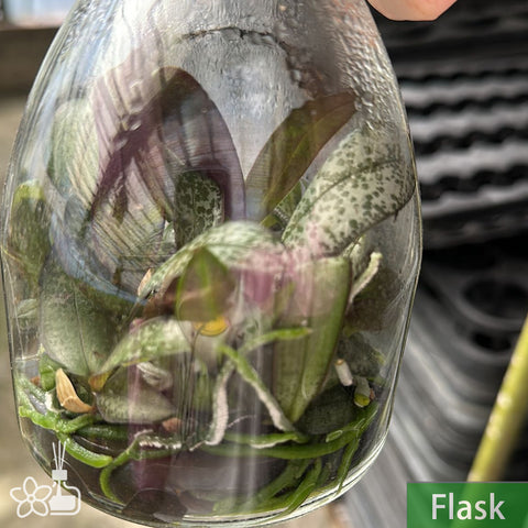 Phal.schilleriana Flask 西雷利瓶苗