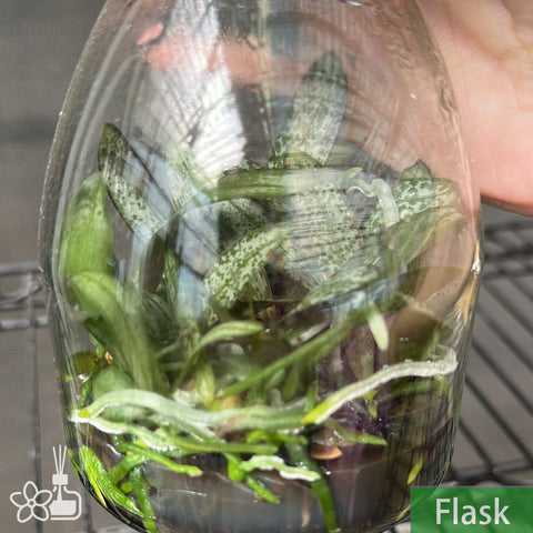 Phal.schilleriana Flask 西雷利瓶苗