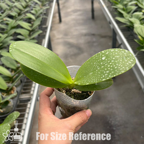 法爾。 tetraspis 'Wisp' 罩花蝴蝶 '青縷'