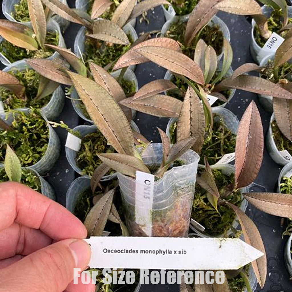 Bare-root]Oeceoclades monophylla 單葉蛇皮蘭 [March In stock