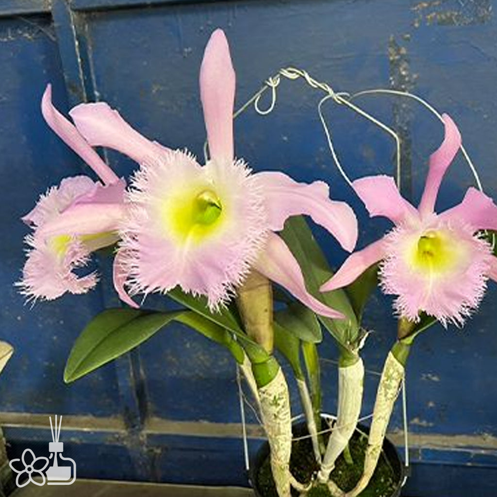 Cattleya Wishlist – Orchidmart