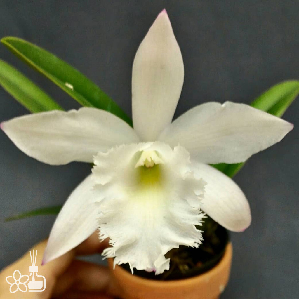 Bare-root] Lc Chian-Tzy Snow Crane 雪鶴 [April in stock] – Orchidmart