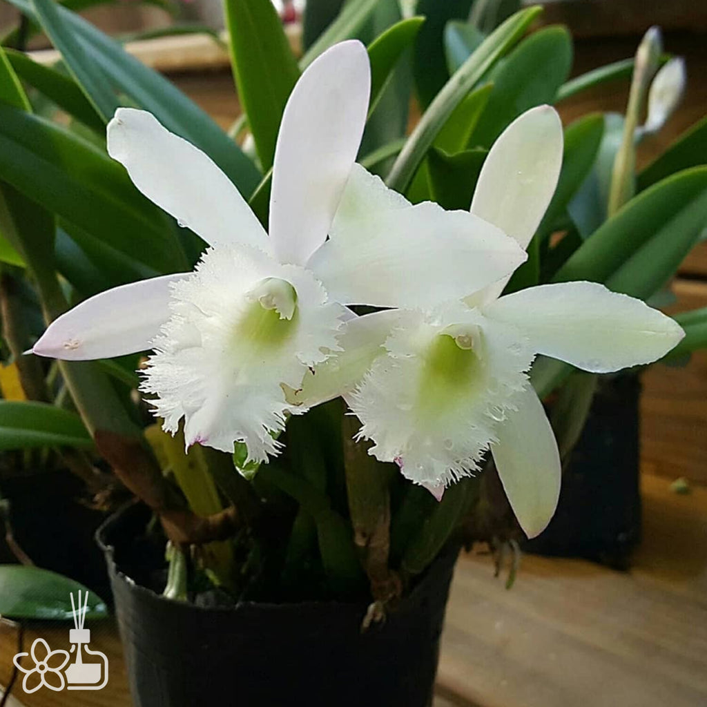 LAST CROPS LC TONGUE バイオレット The Loud Plug Venom OG Live Resin Vape Cartridge: Lowest Price