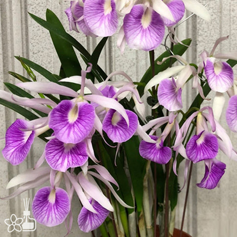 公元前。 Morning Glory 'Valentine Kiss' 情人節之吻