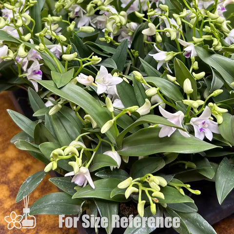 書房。 cucumerinum × sib 苦瓜石斛