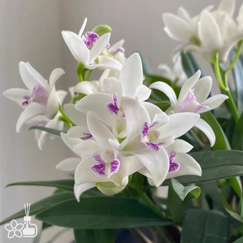 書房。 cucumerinum × sib 苦瓜石斛