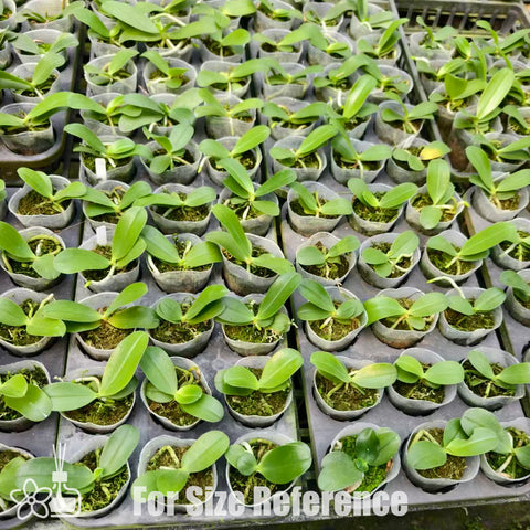 法爾。 hieroglyphica × sib 象形文字蝴蝶蘭兄弟交通