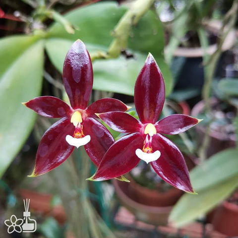 法爾。 hieroglyphica × sib 象形文字蝴蝶蘭兄弟交通