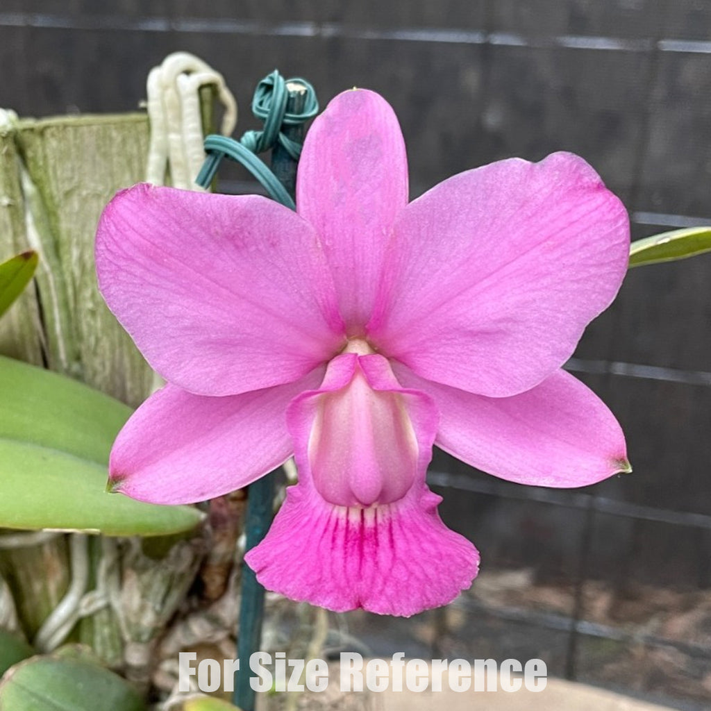 洋ラン　walkeriana vinicolor Bare-root]C.walkeriana vinicolor [Nov Cattleya] – Orchidmart