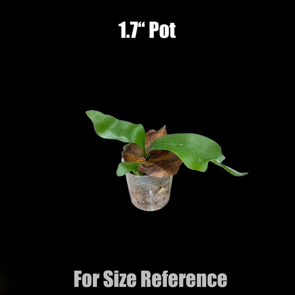 Bare-root] Platy. bifurcatum cv. 'Popcorn' 爆米花鹿角蕨 [Nov green