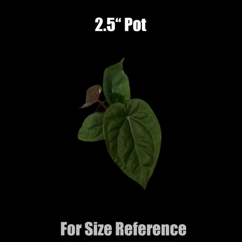 Rooted] Anthurium Luxurians Dark Form [March in stock] – Orchidmart