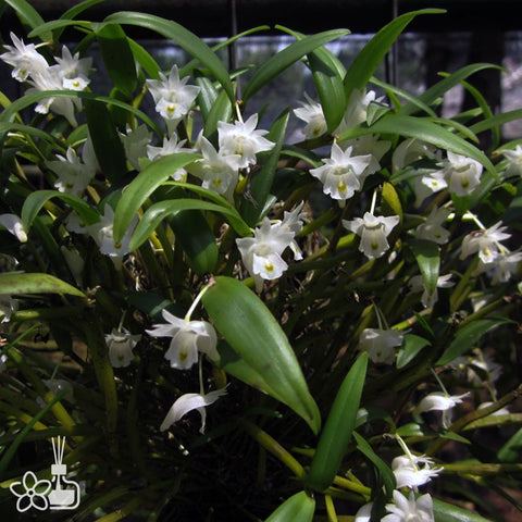 書房。 hymenanthum × sib 茉香石斛