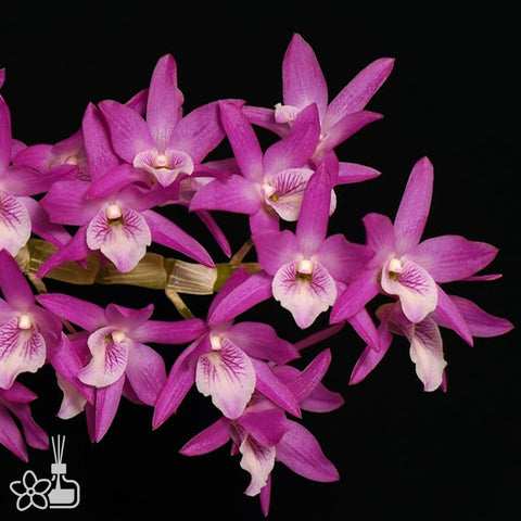 法爾。 speciosa "Mauve" 罩花蝴蝶“芋頭色”