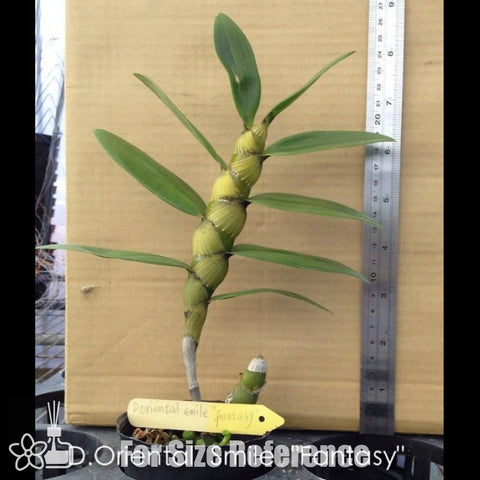 法爾。 speciosa "Mauve" 罩花蝴蝶“芋頭色”