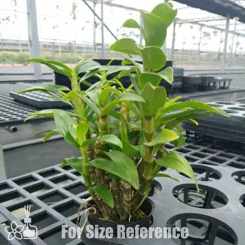 法爾。 speciosa "Mauve" 罩花蝴蝶“芋頭色”