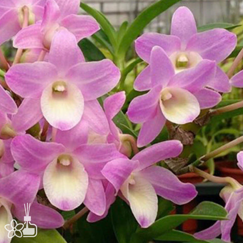 法爾。 speciosa "Mauve" 罩花蝴蝶“芋頭色”