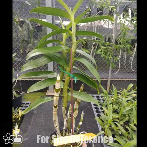 法爾。 speciosa "Mauve" 罩花蝴蝶“芋頭色”