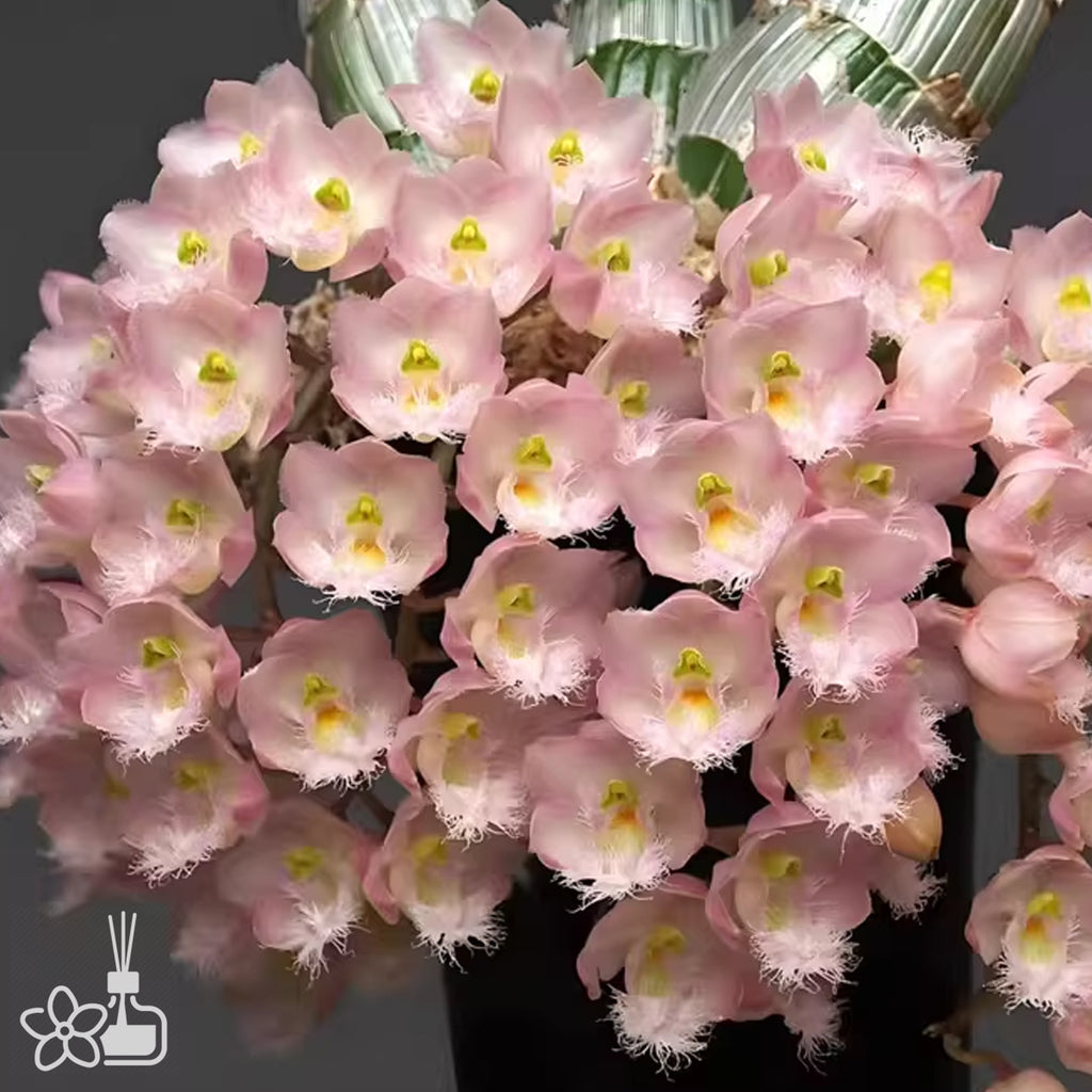 Bare-root] Clowesia Rebecca Northen 'Mikkabi' 米卡比 [Jan preorder