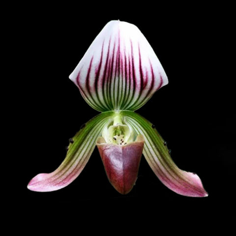 帕夫。 leucochilum × sib 尼克兄弟交