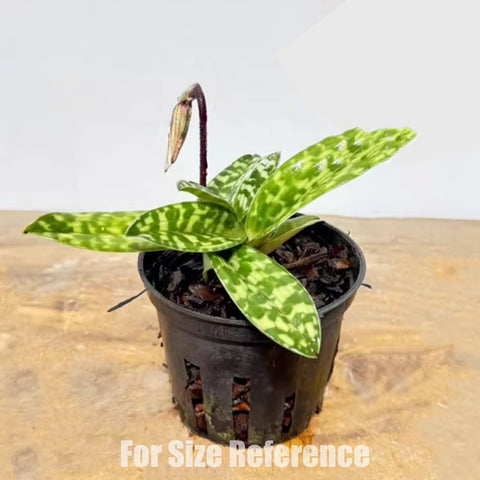 帕夫。 leucochilum × sib 尼克兄弟交