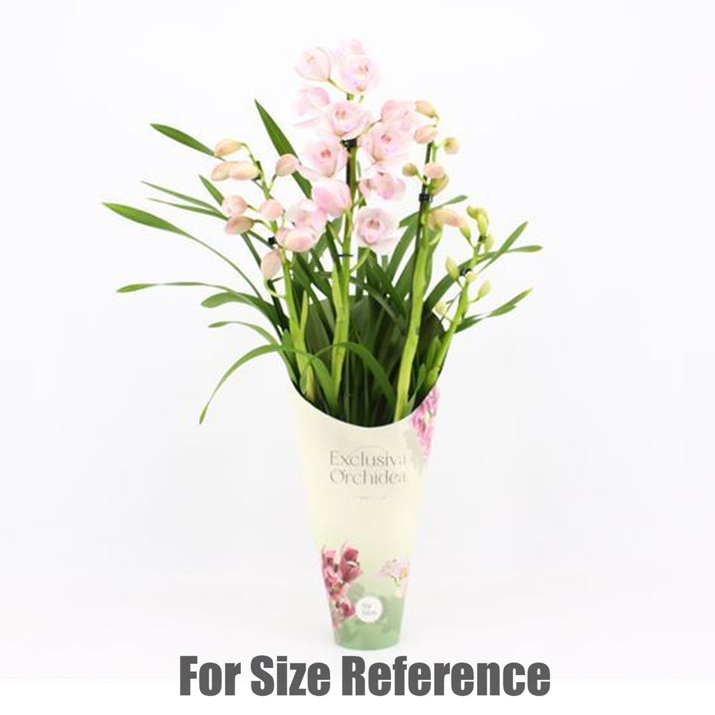 Feb Retail 26 – Orchidmart