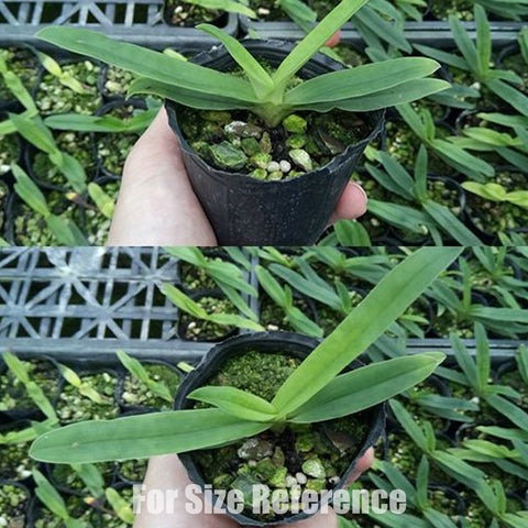 P. Mituo Reflex Dragon 'Blue -2' AM/AOS彌陀反射龍