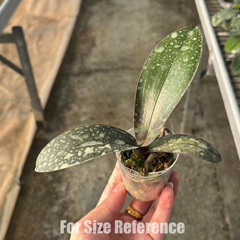 法爾。斯圖亞蒂亞納變種nobilis 'Xiuya' × sib 史塔基黃 '秀雅' 兄弟交